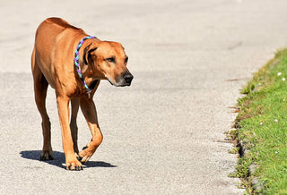 Protecting Your Dog's Feet from Summer Heat: Tips and Tricks - Arrak Outdoor USA